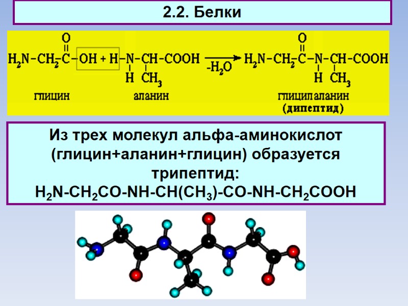 2.2. Белки Из трех молекул aльфа-аминокислот (глицин+аланин+глицин) образуется трипептид:  H2N-CH2CO-NH-CH(CH3)-CO-NH-CH2COOH